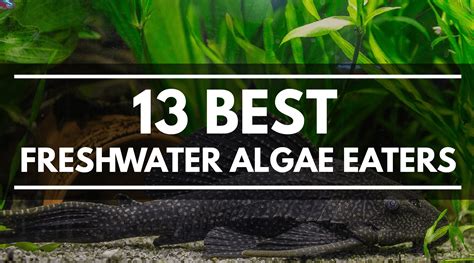 algae fish|The 20 Best Algae Eaters For Your Freshwater Tank .